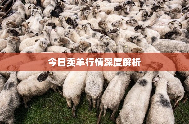 今日卖羊行情深度解析