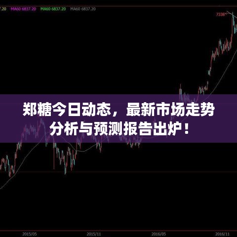 郑糖今日动态，最新市场走势分析与预测报告出炉！