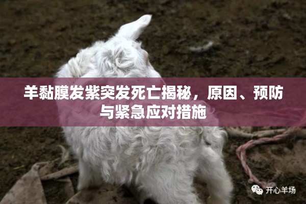羊黏膜发紫突发死亡揭秘，原因、预防与紧急应对措施