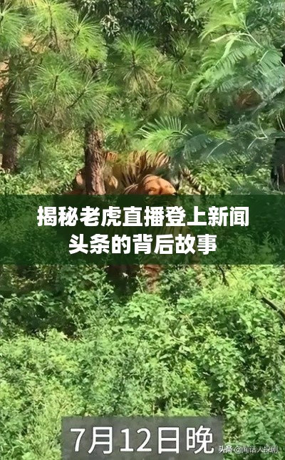 揭秘老虎直播登上新闻头条的背后故事