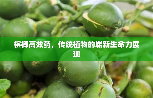 槟榔高效药，传统植物的崭新生命力展现