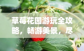 草莓花园游玩全攻略，畅游美景，尽享甜蜜之旅！