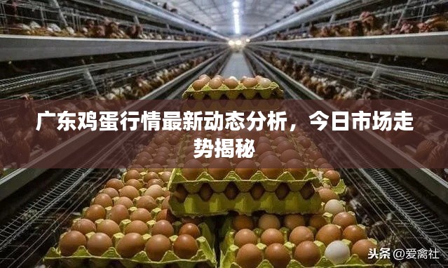 广东鸡蛋行情最新动态分析，今日市场走势揭秘
