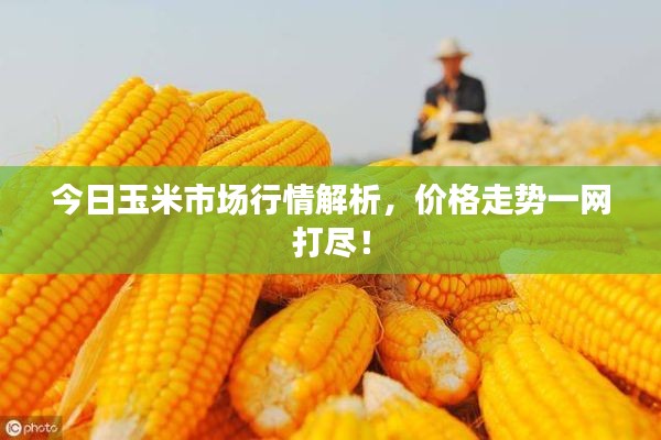 今日玉米市场行情解析，价格走势一网打尽！