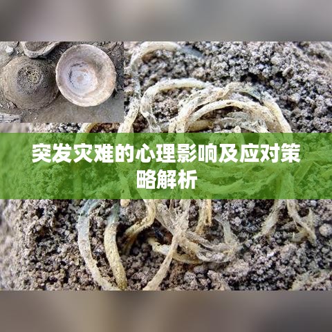 突发灾难的心理影响及应对策略解析