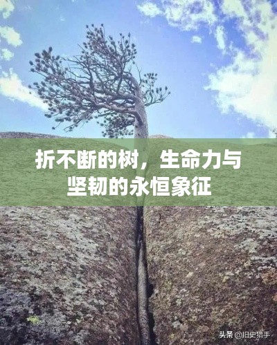鸟语蝉鸣