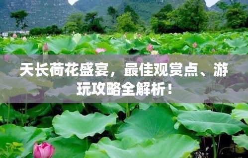 天长荷花盛宴，最佳观赏点、游玩攻略全解析！