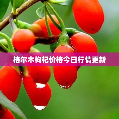 格尔木枸杞价格今日行情更新