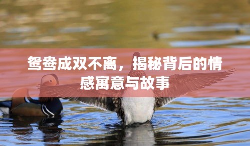 鸳鸯成双不离，揭秘背后的情感寓意与故事