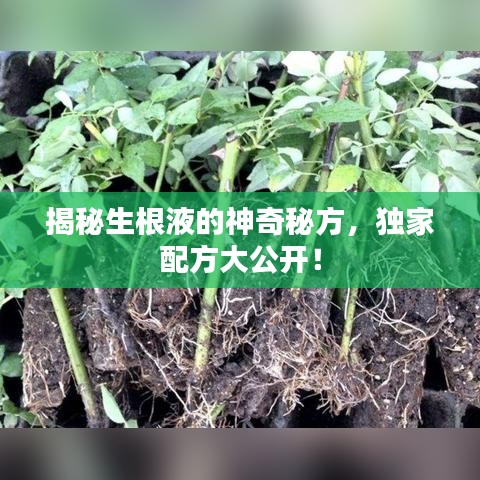彬彬有礼