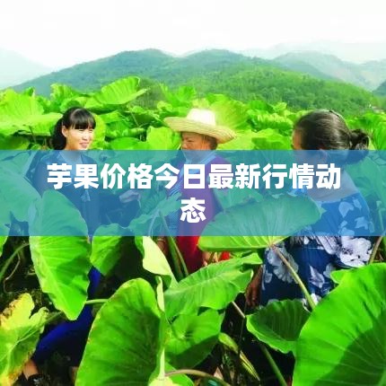 芋果价格今日最新行情动态