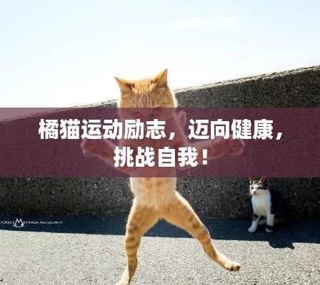 橘猫运动励志，迈向健康，挑战自我！
