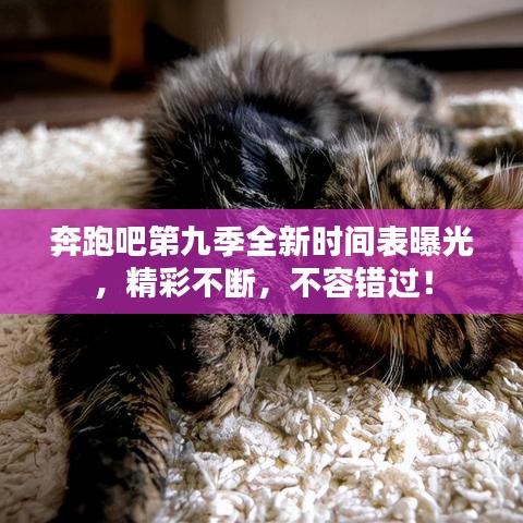 奔跑吧第九季全新时间表曝光，精彩不断，不容错过！