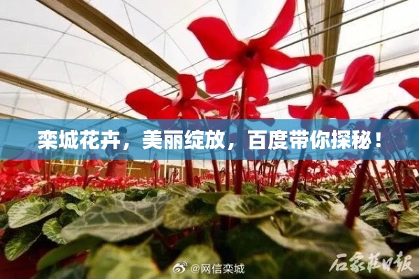 栾城花卉，美丽绽放，百度带你探秘！