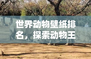 世界动物壁纸排名，探索动物王国的魅力与风采