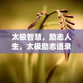 太极智慧，励志人生，太极励志语录精选