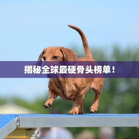 揭秘全球最硬骨头榜单！