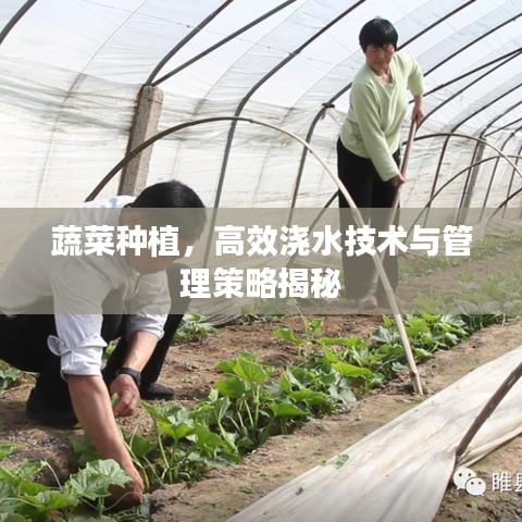 蔬菜种植，高效浇水技术与管理策略揭秘