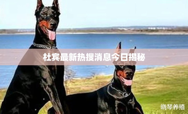 杜宾最新热搜消息今日揭秘