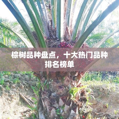 棕树品种盘点，十大热门品种排名榜单