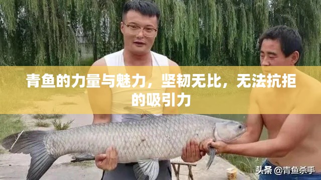 青鱼的力量与魅力，坚韧无比，无法抗拒的吸引力