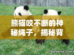 熊猫咬不断的神秘绳子，揭秘背后真相