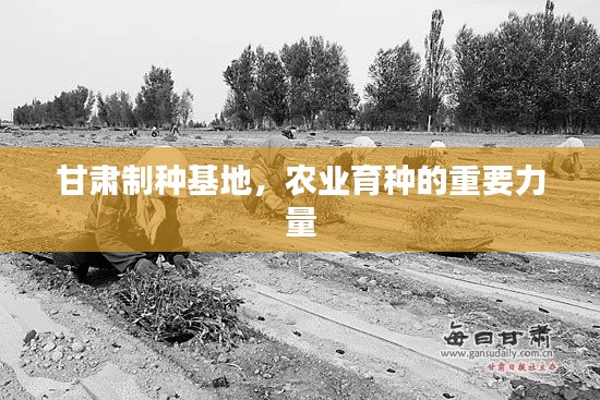 甘肃制种基地，农业育种的重要力量