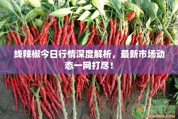 线辣椒今日行情深度解析，最新市场动态一网打尽！