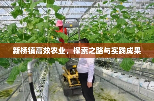 新桥镇高效农业，探索之路与实践成果