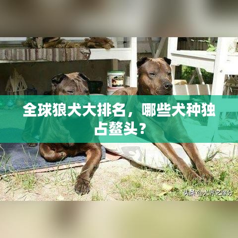 全球狼犬大排名，哪些犬种独占鳌头？