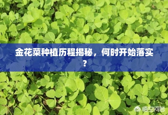 金花菜种植历程揭秘，何时开始落实？