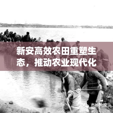 新安高效农田重塑生态，推动农业现代化发展