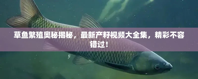 夯雀儿先飞