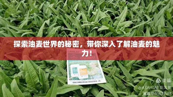 探索油麦世界的秘密，带你深入了解油麦的魅力！