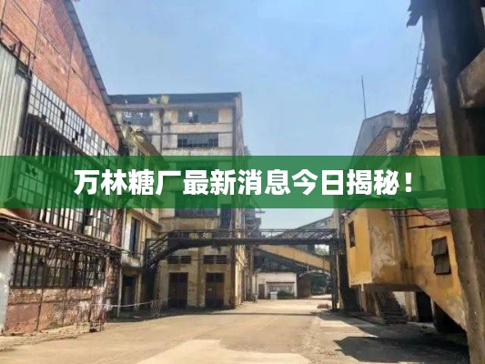 万林糖厂最新消息今日揭秘！
