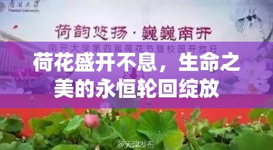 荷花盛开不息，生命之美的永恒轮回绽放