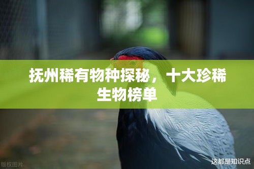 抚州稀有物种探秘，十大珍稀生物榜单