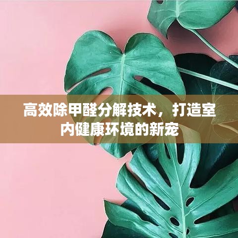 高效除甲醛分解技术，打造室内健康环境的新宠