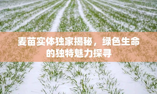 麦苗实体独家揭秘，绿色生命的独特魅力探寻
