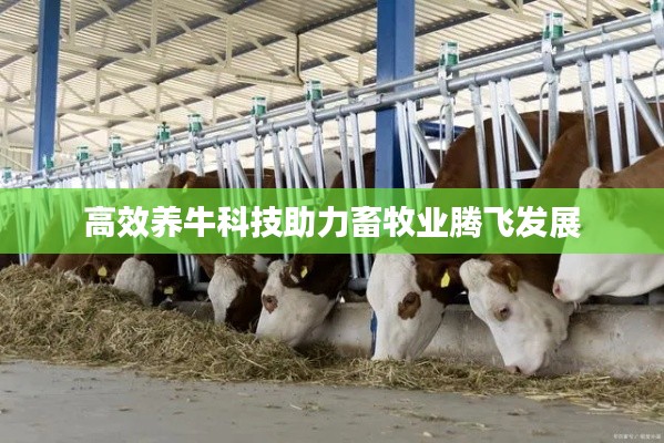 高效养牛科技助力畜牧业腾飞发展