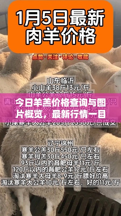 今日羊羔价格查询与图片概览，最新行情一目了然