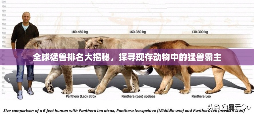 全球猛兽排名大揭秘，探寻现存动物中的猛兽霸主