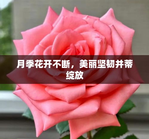 月季花开不断，美丽坚韧并蒂绽放