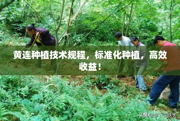 黄连种植技术规程，标准化种植，高效收益！