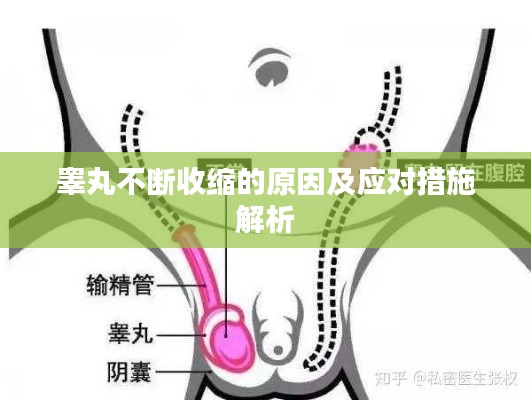 睾丸不断收缩的原因及应对措施解析