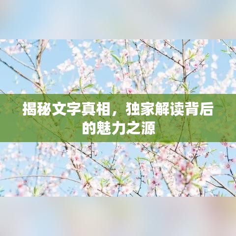 揭秘文字真相，独家解读背后的魅力之源