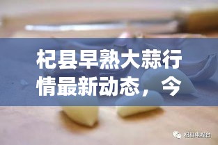 杞县早熟大蒜行情最新动态，今日市场分析来揭秘！
