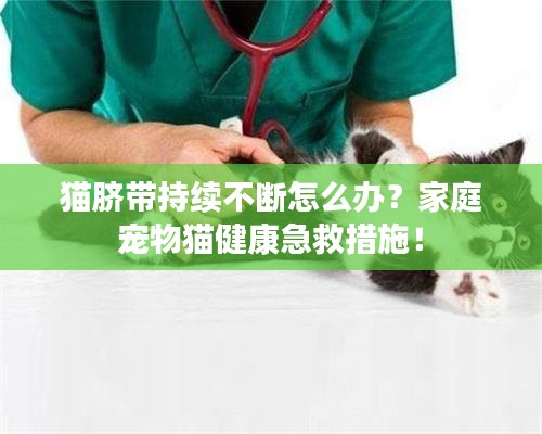 猫脐带持续不断怎么办？家庭宠物猫健康急救措施！