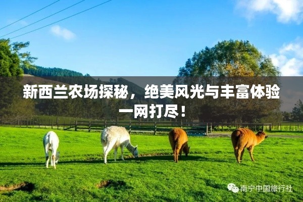 新西兰农场探秘，绝美风光与丰富体验一网打尽！