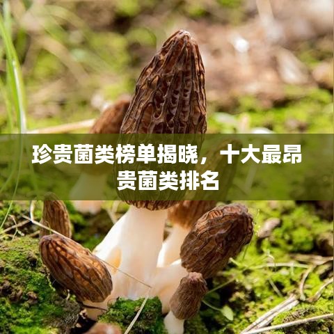 珍贵菌类榜单揭晓，十大最昂贵菌类排名